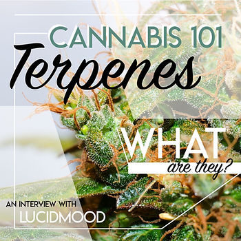 Cannabis 101: Terpenes, What are they